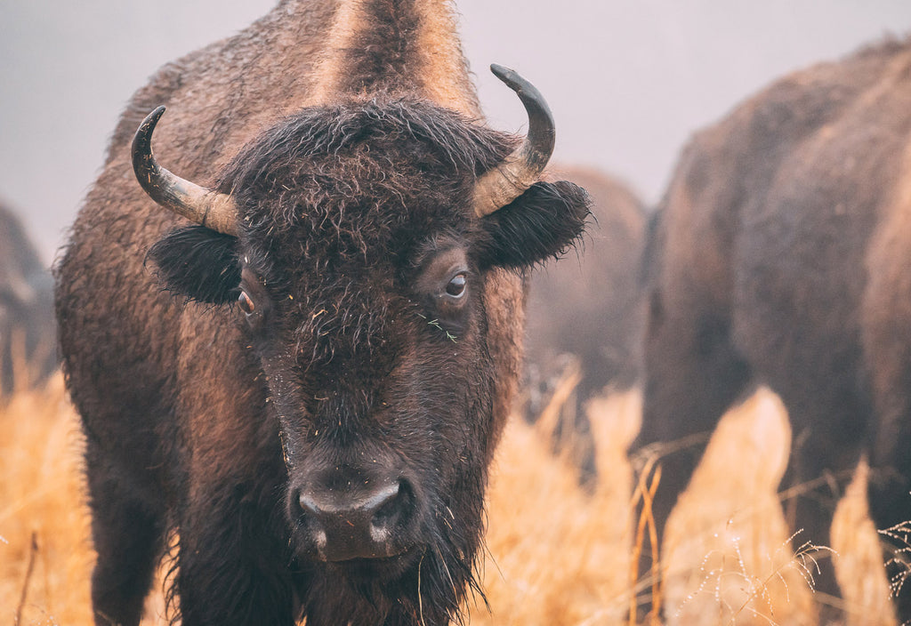 Photographing Kansas Bison in the Winter Fog